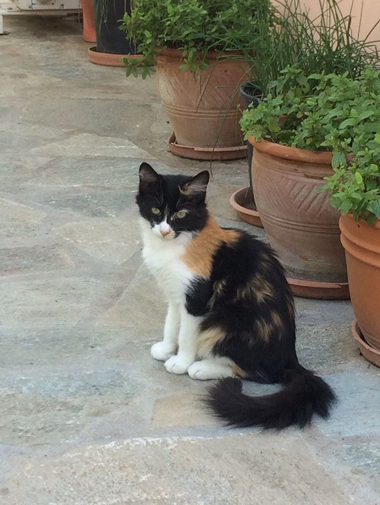 a cat sitting on the pavement and watching at the camera at 'Eleonas' with ceramic pots on the one side